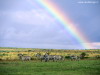 miniatura_After the Storm, Kenya, Africa copia